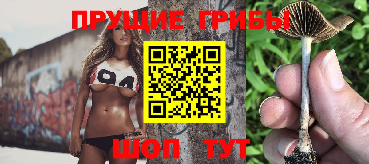 Галлюциногенные грибы Psilocybine cubensis Усть-Джегута